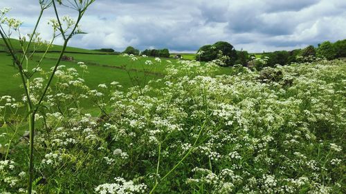 Plants growing on field against sky