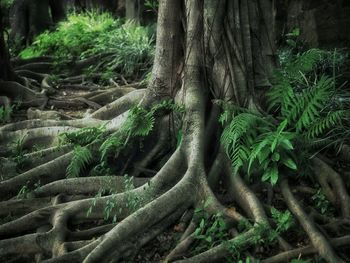 Trees growing in forest