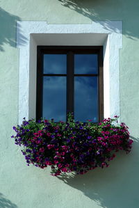 Flowers growing on window of building