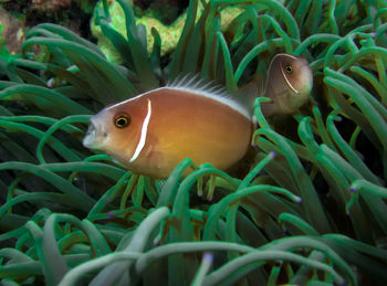 Close-up of fish swimming in sea