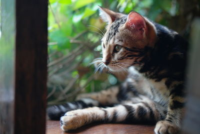 Close-up of a cat looking away