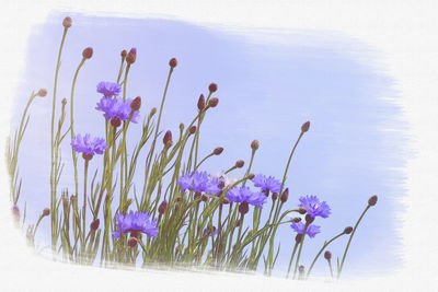 Close-up of purple flowering plants against sky