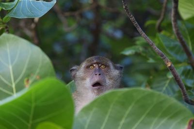 Close-up of monkey on tree