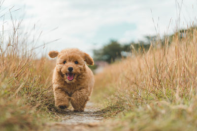 Portrait of dog running on grass