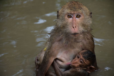 Close-up of monkey in water