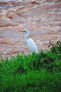 Bird in grass