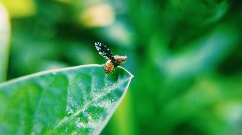 Close-up of insect on leaf