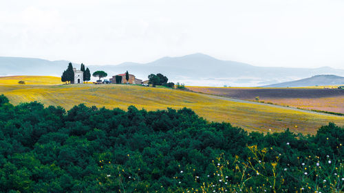 Scenic view of agricultural field against sky