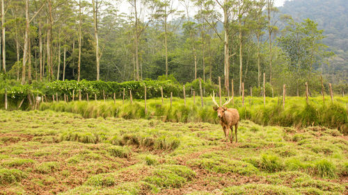 Horse in a forest