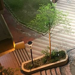 plant