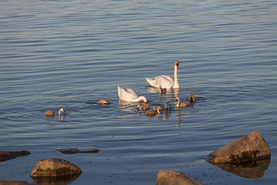 Ducks swimming in lake