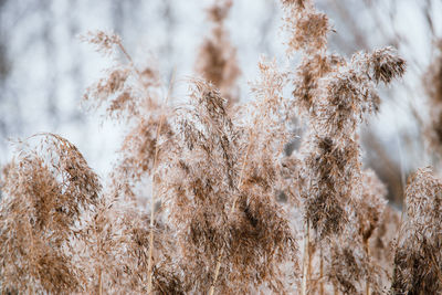 Pampas grass. reed seeds in neutral colors on a light background. dry reeds close up. 