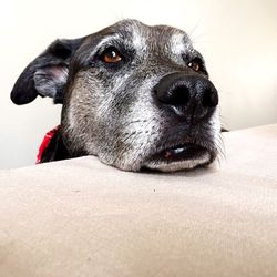 Close-up portrait of a dog