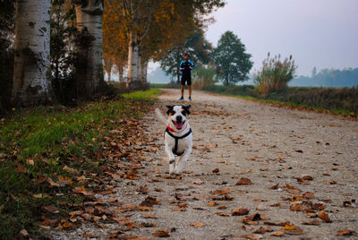 Man riding dog on road amidst trees during autumn