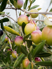 Close-up of fruits on tree