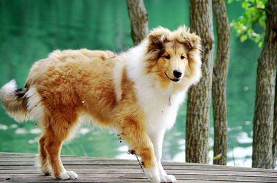 Close-up of dog on wood