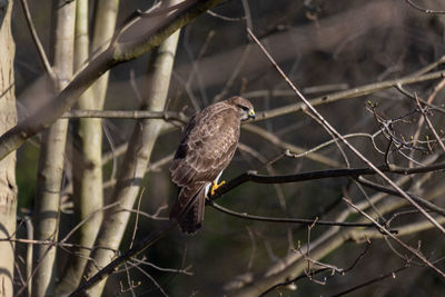 Close-up of bird perching on branch