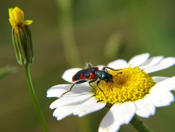 Close-up of bug on daisy