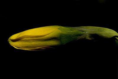 Close-up of lemon slice over black background