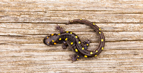 High angle view of lizard on table