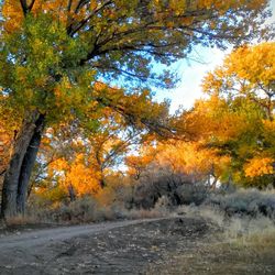 Trees against sky during autumn