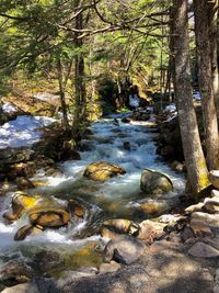 Stream flowing in forest