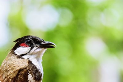 Close-up of red-whiskered bulbul looking away