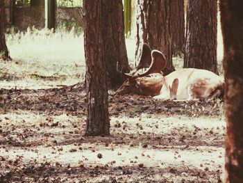 Close-up of tree trunk