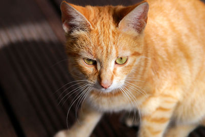 Close-up portrait of ginger cat