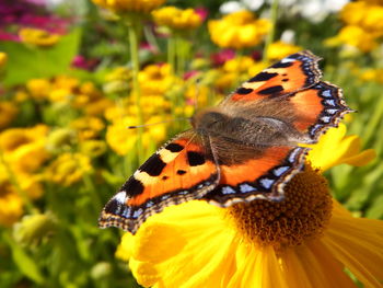 Close-up of butterfly pollinating on yellow flower