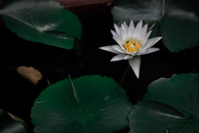 Close-up of lotus water lily in lake