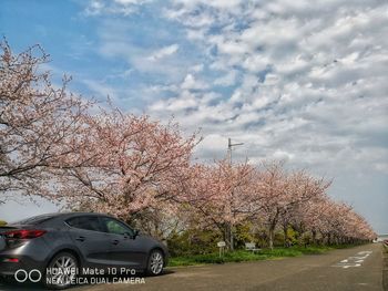 View of cherry blossom against sky