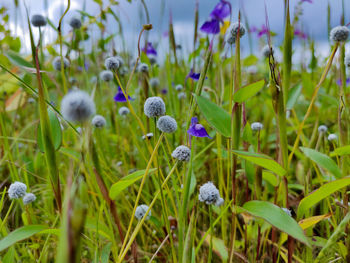 Close-up of purple flowering plants on field