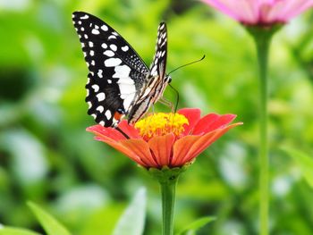 Close-up of butterfly pollinating on flower