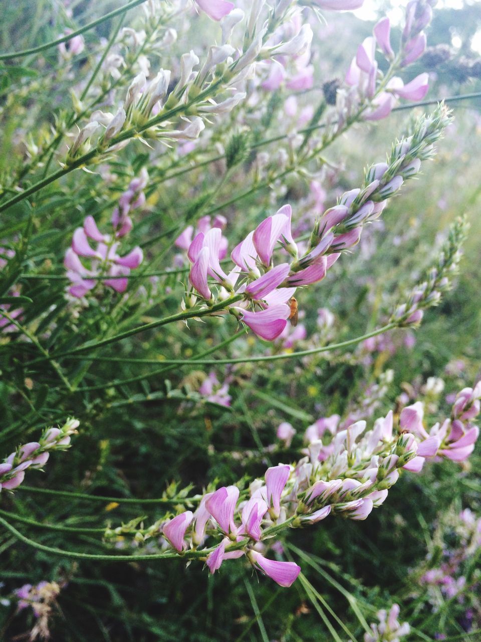 flower, freshness, growth, fragility, beauty in nature, pink color, nature, petal, focus on foreground, blooming, close-up, in bloom, plant, branch, blossom, purple, tree, flower head, springtime, day