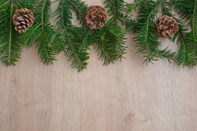 High angle view of pine tree on wall