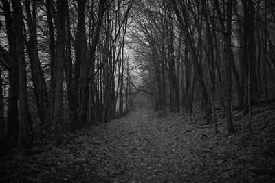 Trees growing in forest
