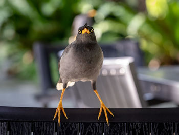 Close-up of bird perching on railing