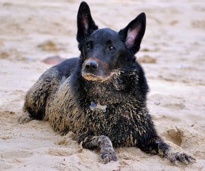 Portrait of black dog lying on sand