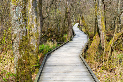 Boardwalk amidst trees in forest