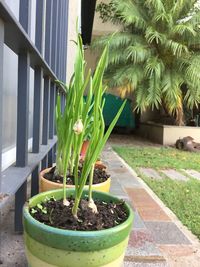 Close-up of potted plant