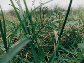 Close-up of grass growing on field