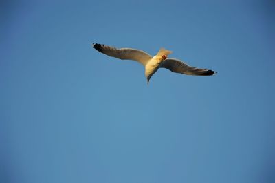 Low angle view of seagull flying in sky