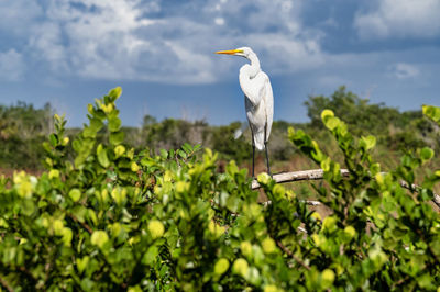 Close-up of bird on field