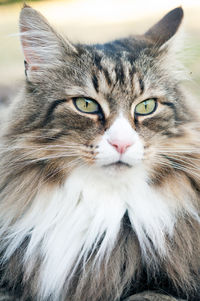 Close-up portrait of cat