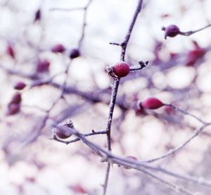 Close-up of berries growing on tree