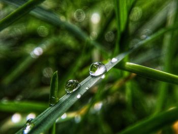 Close-up of wet plant leaves during rainy season