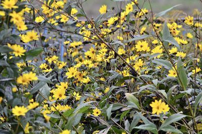 Close-up of yellow flowering plants on field