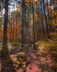 Trees in forest during autumn