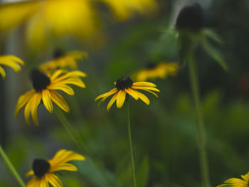 Close-up of yellow flowering plant